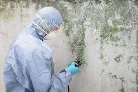 Mold Remediation for Rental Properties in Arlington, MN